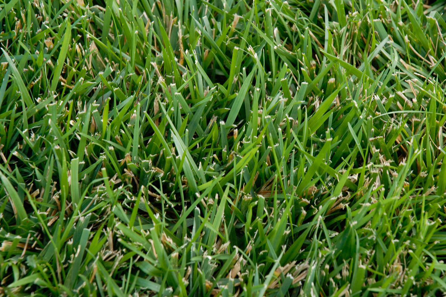 Turf-type Tall Fescue